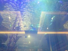 -碧桂园凤凰城酒店(南京店)