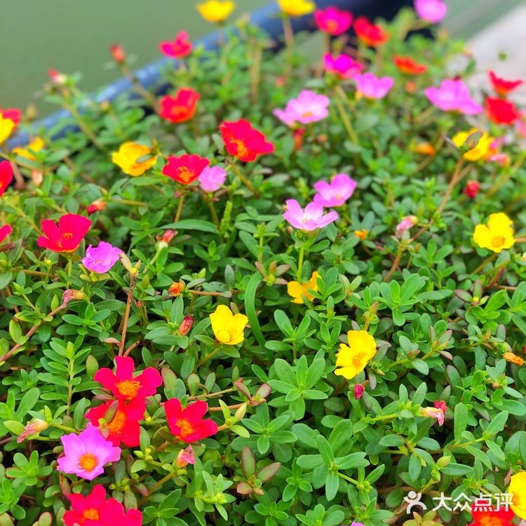 醉美聊城—九州洼月季公园