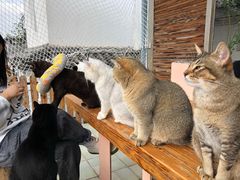 -喵屿·大理花园猫咖