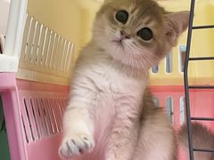 -lincat·猫舍(广州店)