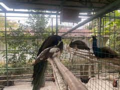 -瑞丽独树成林风景区