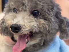 -瑞派康怡24h宠物医院·犬猫医疗中心·微创绝育(瑞景分院)