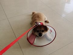 -康旭宠物医院(郑州总院)