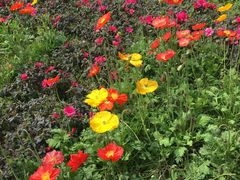 -凤来栖·净庭院·火锅(欧尚店)