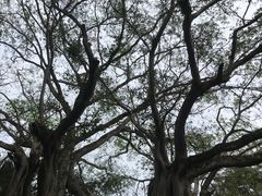 -瑞丽独树成林风景区