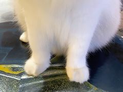 -瞄一喵猫咖(格力海岸店)