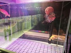 -本溪路花鸟市场(江浦路1709弄小区店)