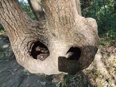 -上海佘山国家森林公园天马山园