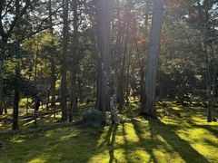 -西芳寺(苔寺)