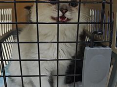 -瑞派动物医院·猫专科·至诚(江南中分院)