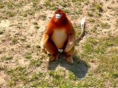 -西霞口神雕山野生动物世界