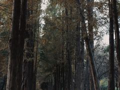 -上海滨江森林公园