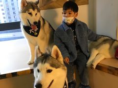 -Husky Go! 哈士奇体验馆·宠物咖啡厅狗咖