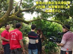 -从化深英荔枝黄皮龙眼采摘园