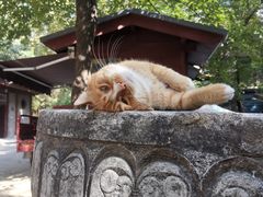 -西安大兴善寺