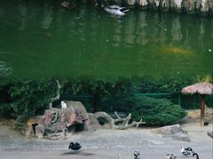 -青枫公园