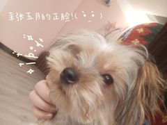 -浣熊柯尔鸭土拨鼠·电玩咖