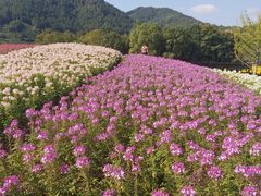-径山花海