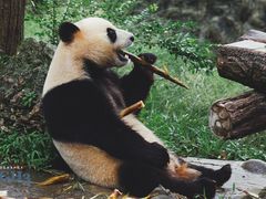 -都江堰中华大熊猫苑