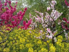 android_upload_pic-南汇桃花村
