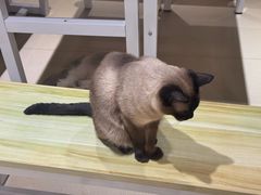 -藏猫猫咖啡主题馆(中央大道店)