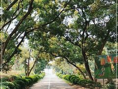 -南宁良凤江国家森林公园