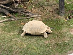 -广州长隆飞鸟乐园