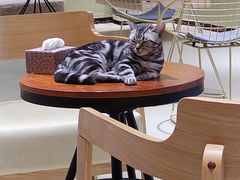 -藏猫猫咖啡主题馆(中央大道店)