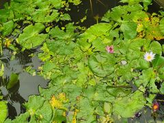 -广州白江湖森林公园