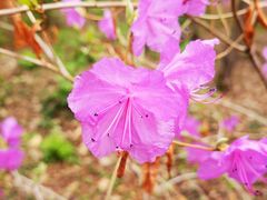 -黑龙江省森林植物园
