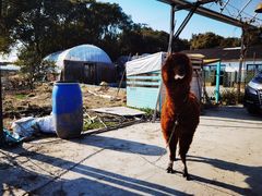 -美家乐农庄·露营·团建(大治路店)