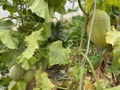 -庞各庄翠芳园西瓜蔬菜基地采摘园