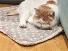 -滚猫咖啡·猫咖·猫友好撸猫(未来城店)