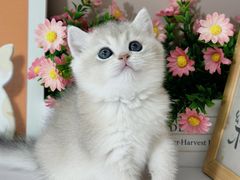 -小猫来了·猫舍(红山六九七九店)