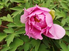 -陕西师范大学(雁塔校区)