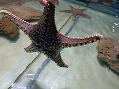 -邯郸海洋世界