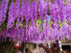 -呀路古热带植物园