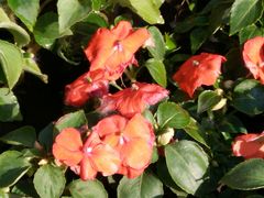 -哈尔滨文化公园