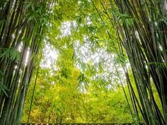 -望江楼公园