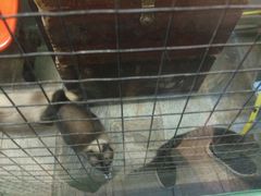 -猫咪博物馆(顶澳仔猫街店)