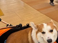 -LV路易威登(国际广场店)