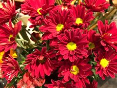 -植物学家的女儿(北马道巷店)