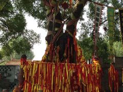 -大槐树寻根祭祖园