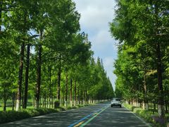 -黄海国家森林公园