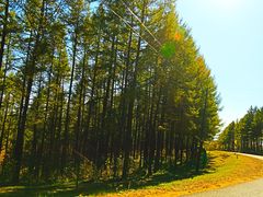 -塞罕坝国家级自然保护区