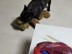 -波姐宠物家庭寄养