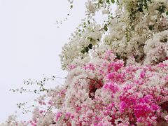 -深圳国际园林花卉博览园