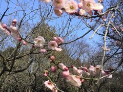 -梅花山(明孝陵内)