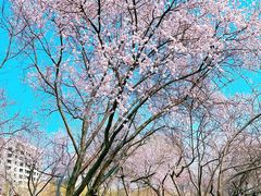 -桃花堤公园