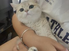 -琪喵猫屋·撸猫猫咖·猫舍